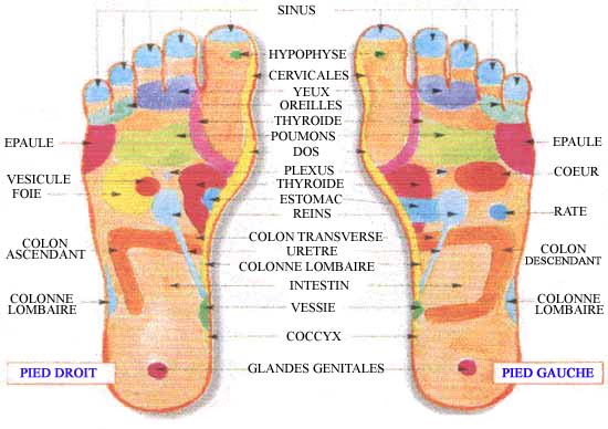 Organes Corps Humain